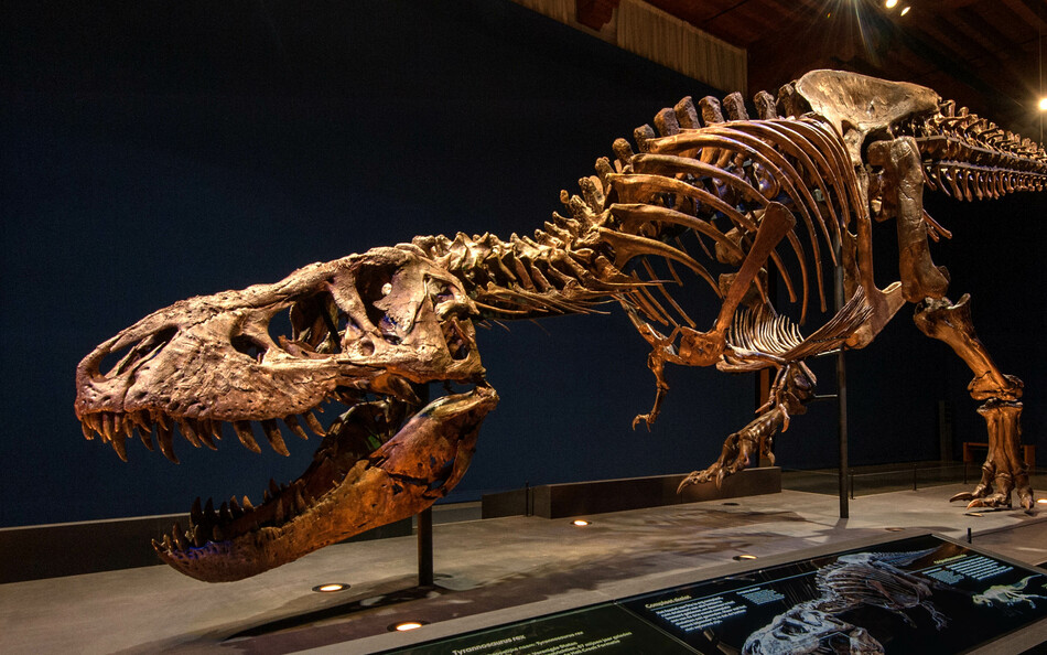 Trix in Naturalis