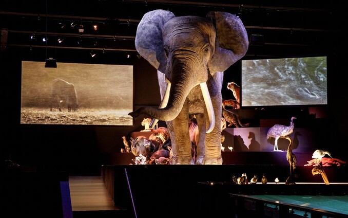 Opgezette olifant tentoonstelling Naturalis