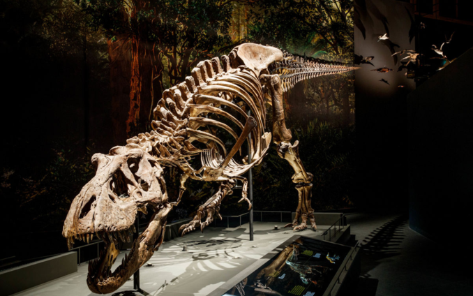 Naturalis trix